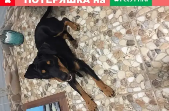 Найдена собака в Краснодаре у магазина Табрис