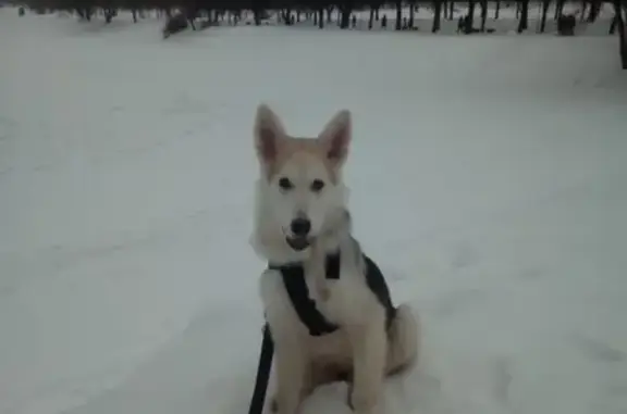 Найдена дрессированная собака в Москве