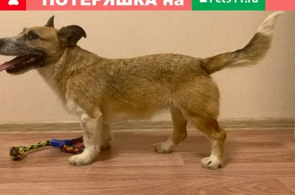 Найдена собака на ул. Комарова, Челябинск, 11.01.21, ищем хозяина.