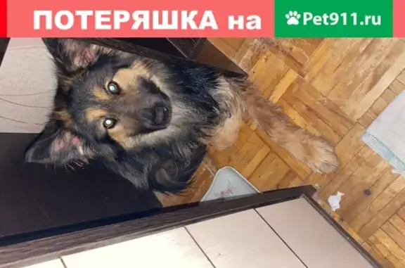 Пропала собака Метис овчарки в Владимире