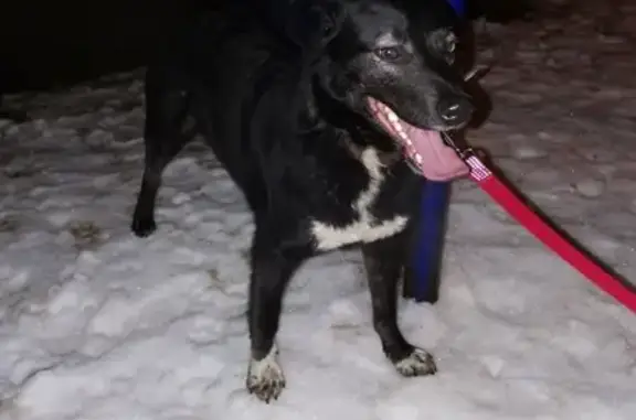 Найдена собака Мальчик в районе Коптево, Москва