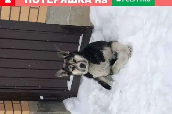 Найдена собака на Дальневосточной улице в Иркутске