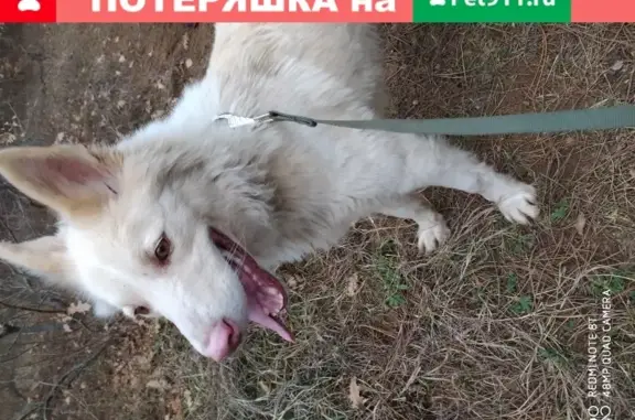 Найдена собака в с. Каштановое, Симферопольский район