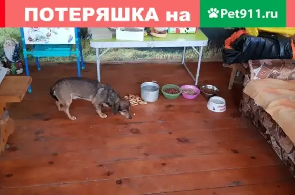 Найдена собака Такса в д. Верховье, Тульская область