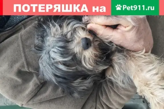 Найдена собака в Мысхако с ошейником