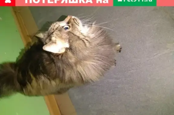 Найдена кошка в Волгограде на ул. Землячки и Шекснинской