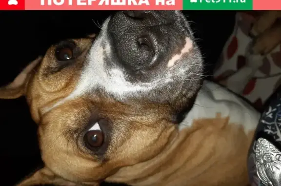 Пропала собака Винди в Новлянском районе, вознаграждение.