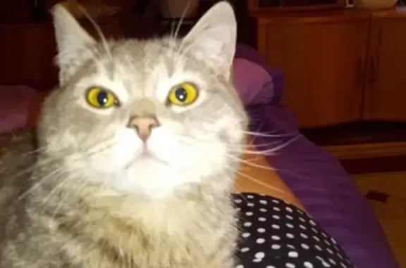 Найден прямоухий кот-шотландец в Ивановском районе