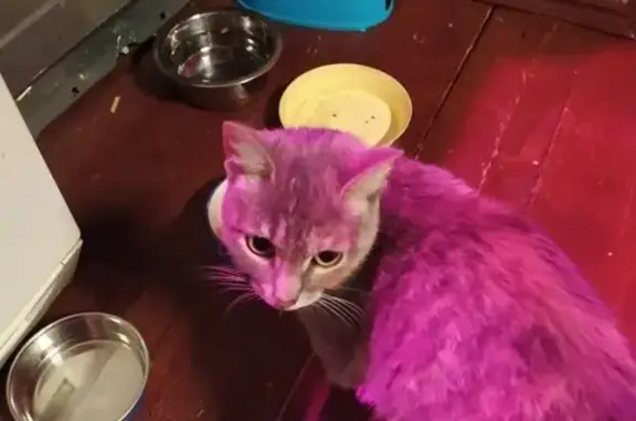 Найдена кошка в Химках с ошейником