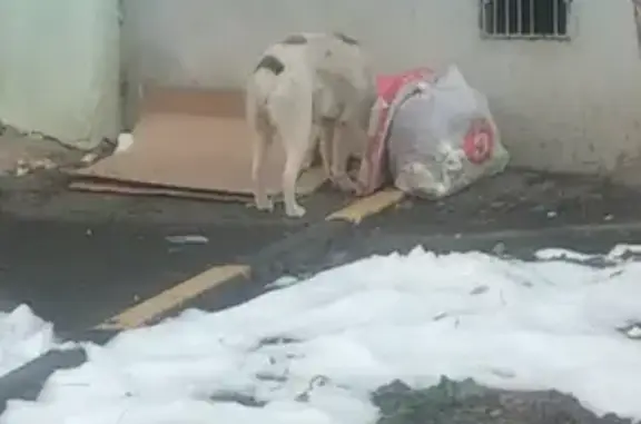 Найдена белая собачка с сломанной лапкой в Краснодаре