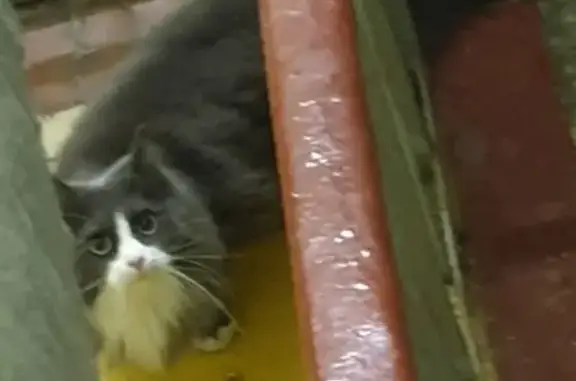 Найдена пушистая кошка в Москве, 23-30 улица.