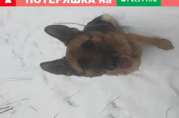 Пропала собака Мира в Павловском Посаде