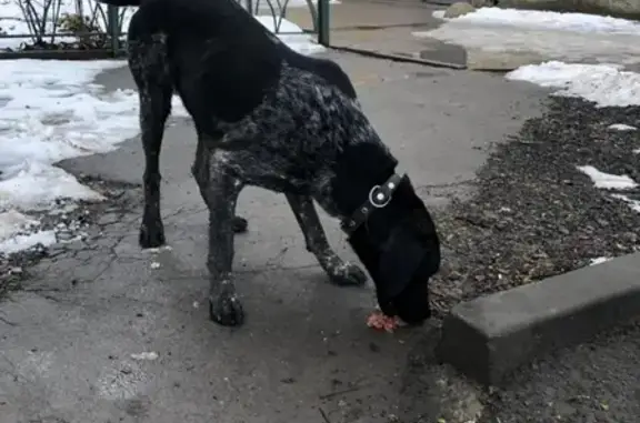 Собака найдена на Рабочей площади Ростова-на-Дону.