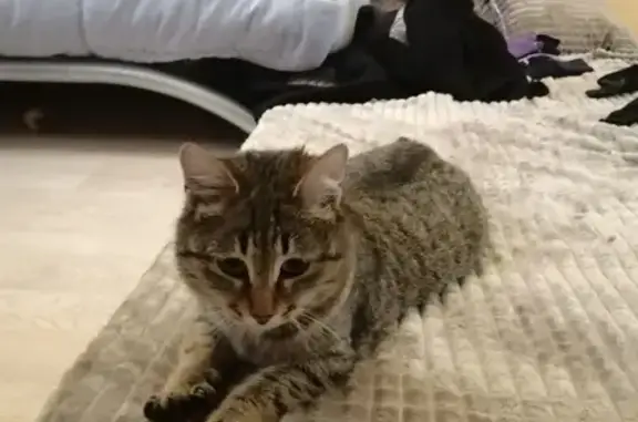 Найдена ласковая кошка в Ульяновске