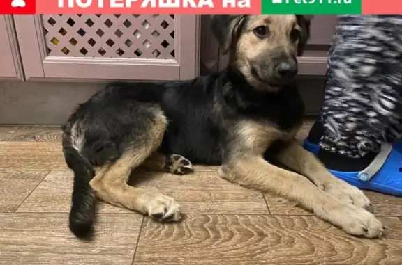 Найдена собака в Москве, поводок оборван