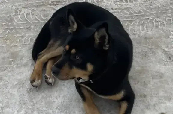 Собака найдена на улице Победы, Чехов-7