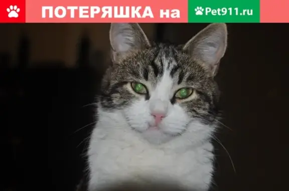 Потерянные животные Москва, фото: Пропала кошка Мальчик в Москве.