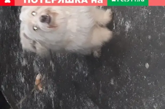 Найдена собака в Чайковском, ул. Вокзальная, 43