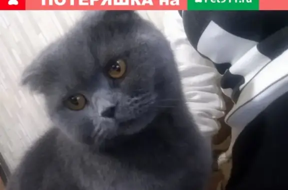 Пропала кошка в Салтыковской, Балашиха: помогите найти!