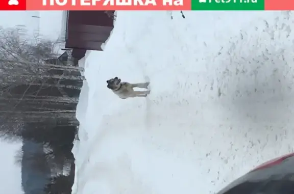 Пропала собака на улице Кирова, Ижевск