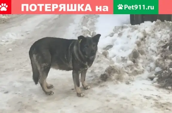 Собака с ошейником и биркой найдена в Марушкино, квартал № 40