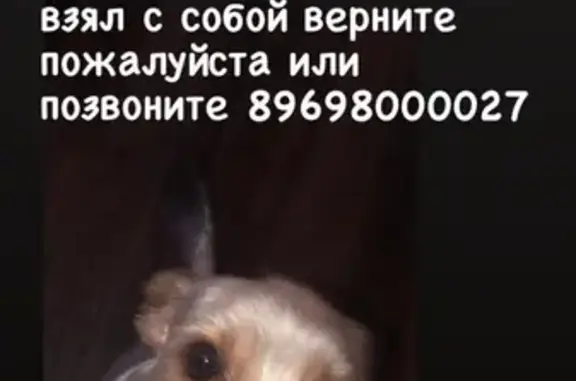 Пропала собака Йорк по адресу в Петропавловске-Камчатском, вознаграждение предоставляется.