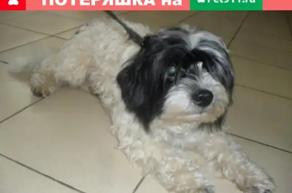 Собака потерялась на улице Маршала Вершинина, Москва