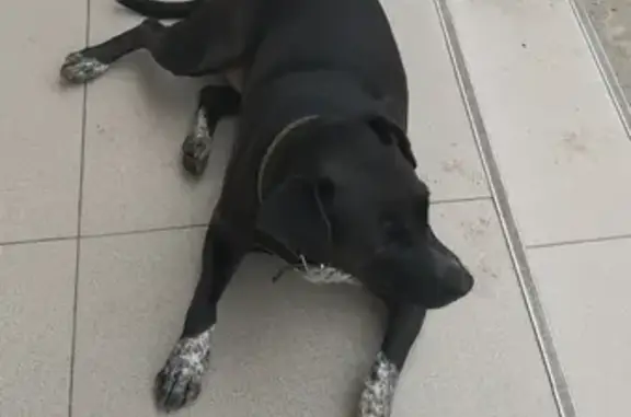 Собака найдена в Кудепсте, Сочи