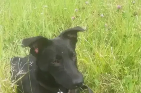 Пропала черная собака в Ногинске