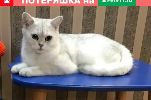 Пропал кот Сильвер на Тургенева/Первомайская, Новочеркасск