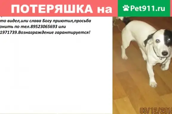 Пропала собака Сэм в Архангельске.