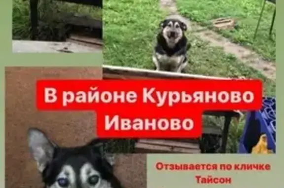 Пропала собака Тайсон в Иваново