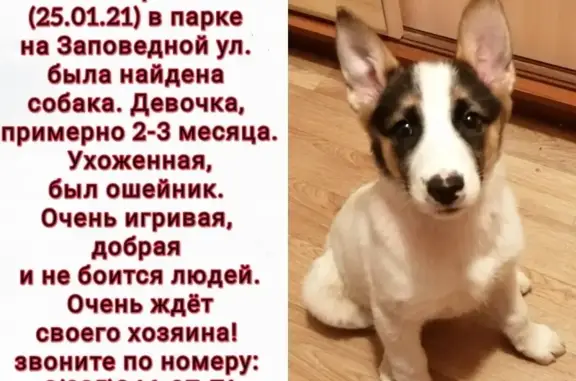 Собака найдена в Южном Медведково, Москва