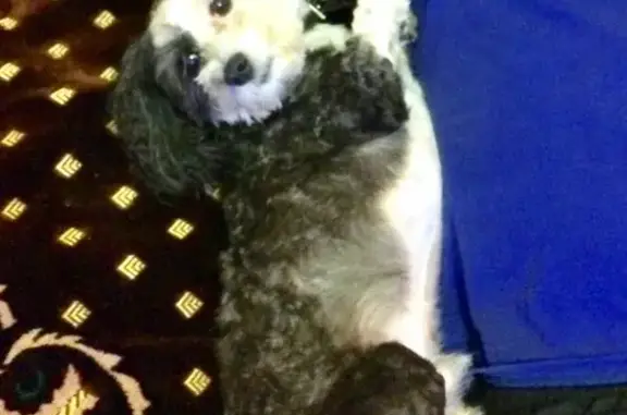 Пропала Китайская хохлатая пуховая собака в Орехово-Зуево