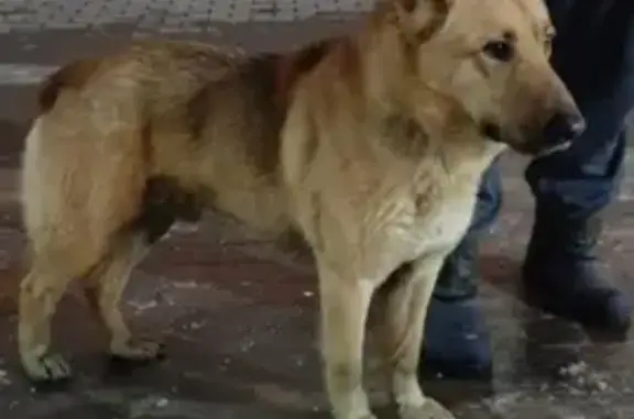 Собака найдена на остановке Лагуна Тула