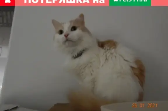Найдена кошка в Москве, возраст 4 года