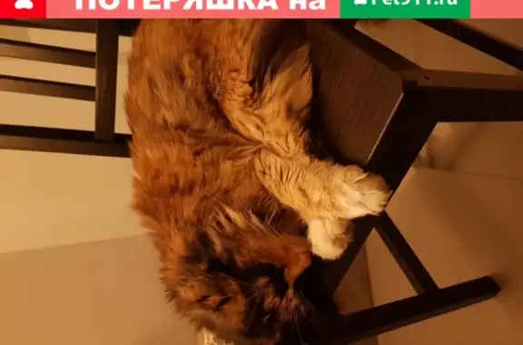 Найдена кошка в Зеленоградске, ул. Большая Окружная, д.1
