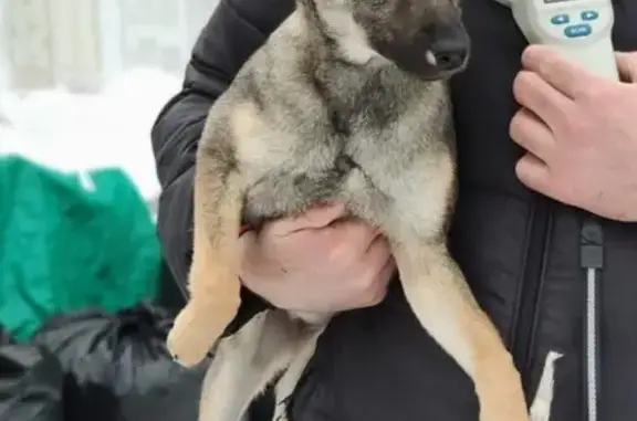 Пропала собака в районе Молодёжной, Рублевское шоссе, д. 91, корп. 2