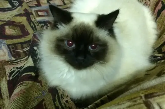 Объявления о пропавших и найденных животных, Ижевск, фото: Пропал кот в районе Татарбазара, г. Ижевск, ул. 40-летия Октября, 91