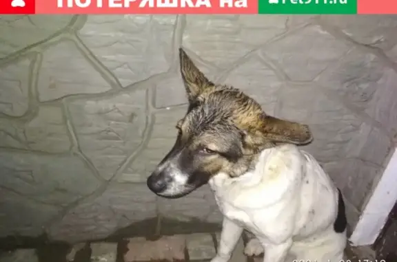 Собака забилась в угол в Балашихе.