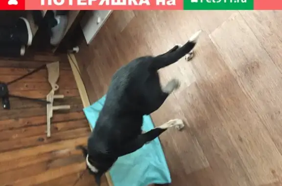 Найдена собака в пос. Шуберское, Воронеж