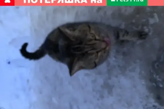 Найдена домашняя кошка в Самаре.
