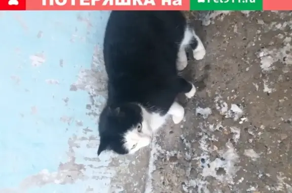 Найдена кошка на Союзной 131 в Ижевске
