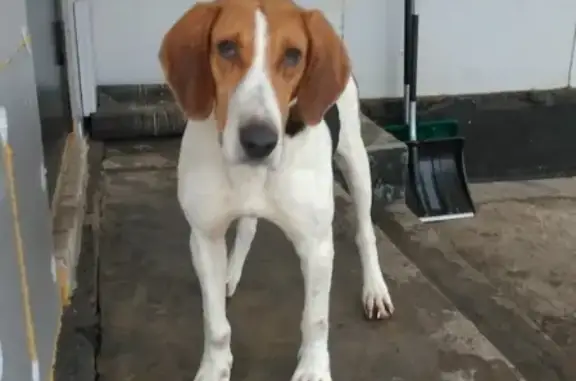 Найден крепкий мальчик-собака в Тамбове