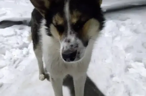 Найдена дружелюбная собака на Песках, Ульяновск