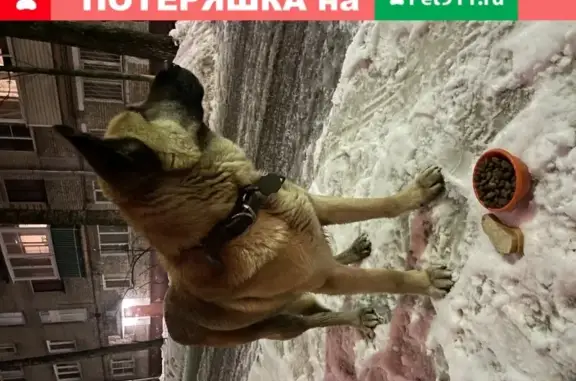 Найдена собака с серебряной косточкой в Люберцах