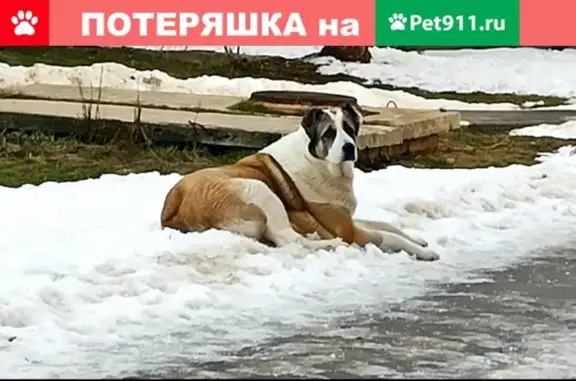 Пропавшая собака в Подольске