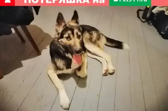Потерялся пёс в Петрозаводске, возраст 2-3 года
