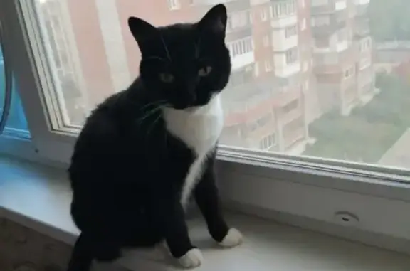 Потерянные животные Новосибирск, фото: Пропал кот Вася, ул. Б. Богаткова 194/8, Новосибирск