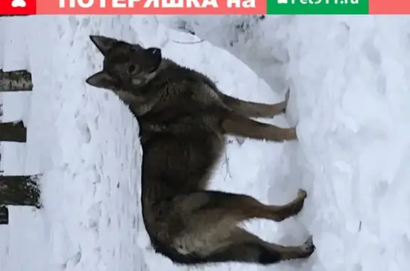 Найдена собака в Москве, метро Беляево